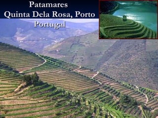 Patamares  Quinta Dela Rosa, Porto Portugal 