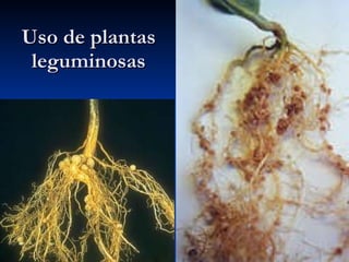 Uso de plantas leguminosas 