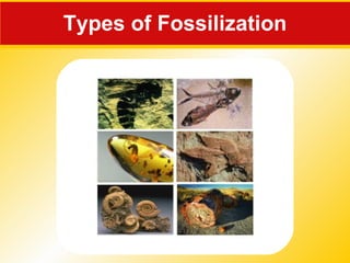 Types of Fossilization 