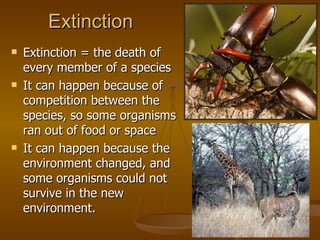 Extinction Extinction = the death of every member of a species It can happen because of competition between the species, so some organisms ran out of food or space It can happen because the environment changed, and some organisms could not survive in the new environment. 