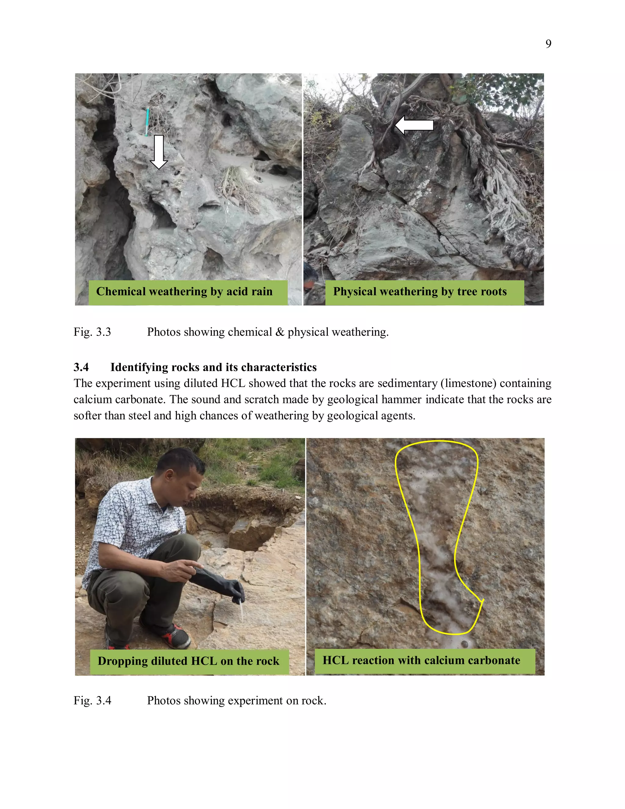 9
Fig. 3.3 Photos showing chemical & physical weathering.
3.4 Identifying rocks and its characteristics
The experiment using diluted HCL showed that the rocks are sedimentary (limestone) containing
calcium carbonate. The sound and scratch made by geological hammer indicate that the rocks are
softer than steel and high chances of weathering by geological agents.
Fig. 3.4 Photos showing experiment on rock.
Physical weathering by tree rootsChemical weathering by acid rain
Dropping diluted HCL on the rock HCL reaction with calcium carbonate
 