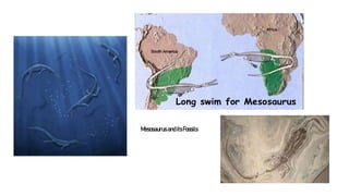 Mesosaurus andits Fossils
SlideSkimmers
 