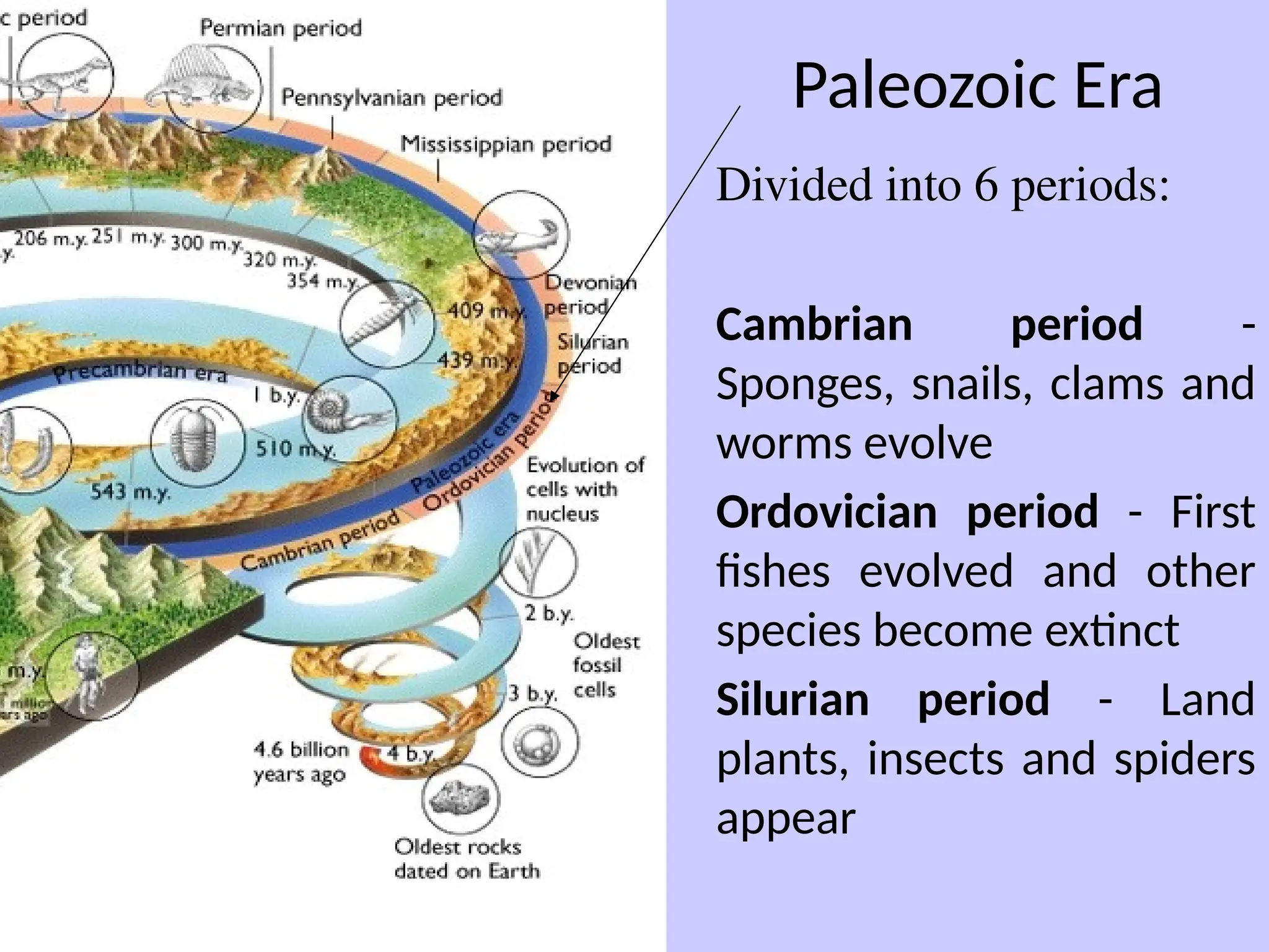 Paleozoic Era
Divided into 6 periods:
Cambrian period -
Sponges, snails, clams and
worms evolve
Ordovician period - First
fishes evolved and other
species become extinct
Silurian period - Land
plants, insects and spiders
appear
 
