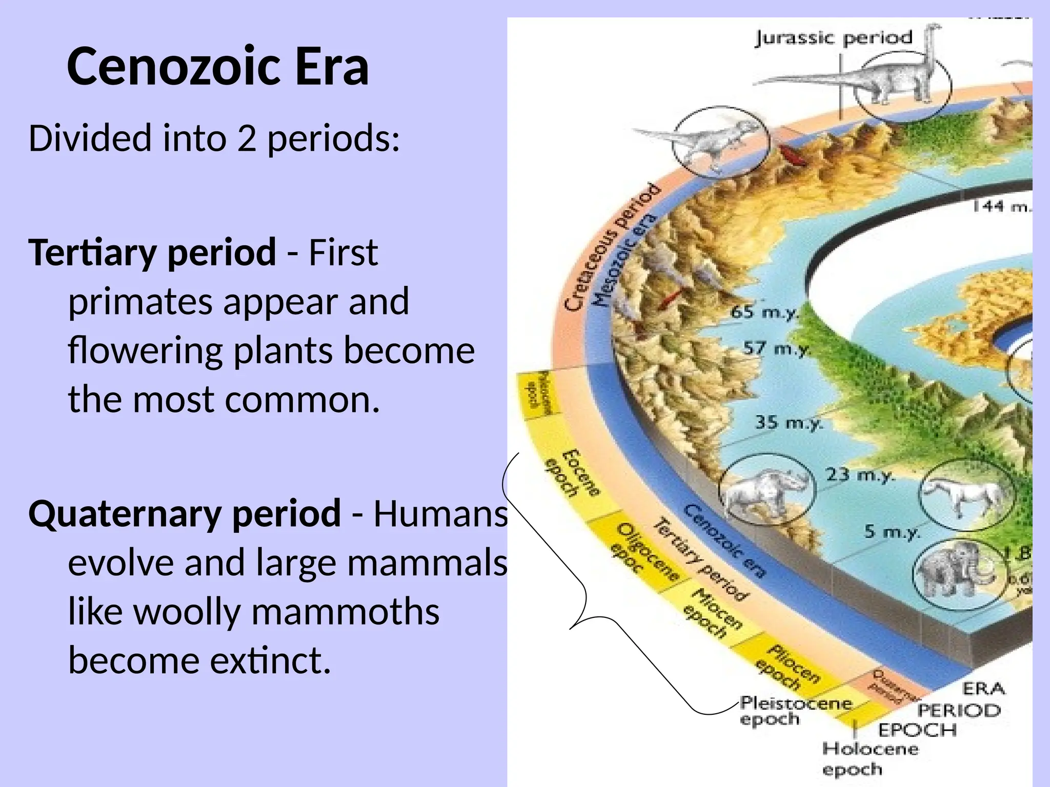 Cenozoic Era
Divided into 2 periods:
Tertiary period - First
primates appear and
flowering plants become
the most common.
Quaternary period - Humans
evolve and large mammals
like woolly mammoths
become extinct.
 