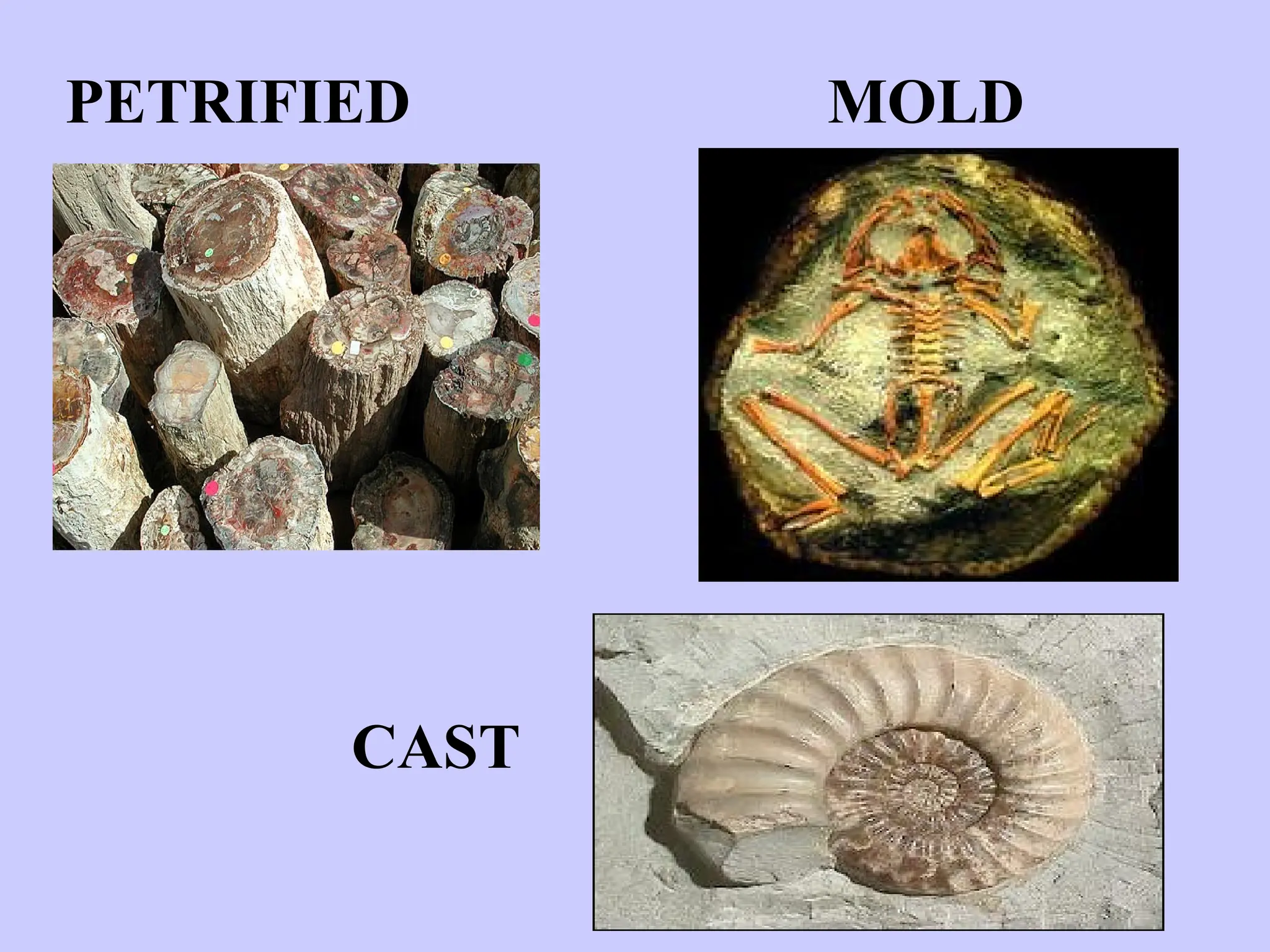 PETRIFIED MOLD
CAST
 