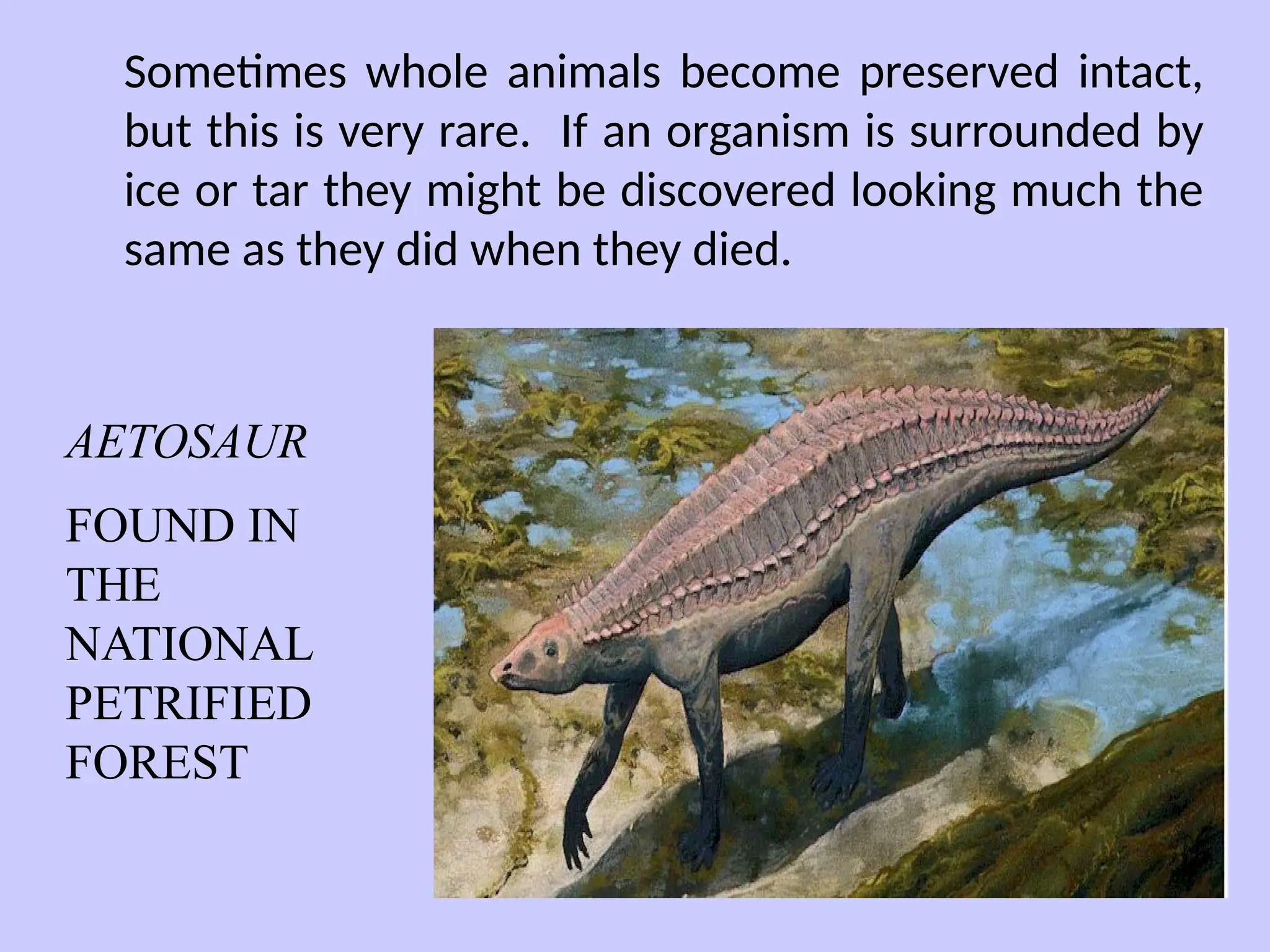 Sometimes whole animals become preserved intact,
but this is very rare. If an organism is surrounded by
ice or tar they might be discovered looking much the
same as they did when they died.
AETOSAUR
FOUND IN
THE
NATIONAL
PETRIFIED
FOREST
 