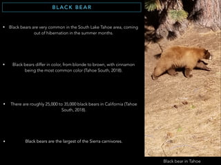 B L A C K B E A R
• Black bears are very common in the South Lake Tahoe area, coming
out of hibernation in the summer months.
• Black bears differ in color, from blonde to brown, with cinnamon
being the most common color (Tahoe South, 2018).
• There are roughly 25,000 to 35,000 black bears in California (Tahoe
South, 2018).
• Black bears are the largest of the Sierra carnivores.
Black bear in Tahoe
 