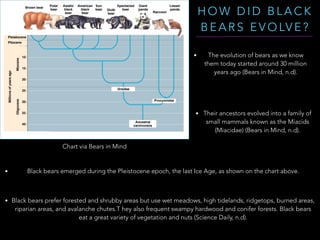H O W D I D B L A C K
B E A R S E V O LV E ?
• The evolution of bears as we know
them today started around 30 million
years ago (Bears in Mind, n.d).
• Their ancestors evolved into a family of
small mammals known as the Miacids
(Miacidae) (Bears in Mind, n.d).
• Black bears emerged during the Pleistocene epoch, the last Ice Age, as shown on the chart above.
• Black bears prefer forested and shrubby areas but use wet meadows, high tidelands, ridgetops, burned areas,
riparian areas, and avalanche chutes.T hey also frequent swampy hardwood and conifer forests. Black bears
eat a great variety of vegetation and nuts (Science Daily, n.d).
Chart via Bears in Mind
 