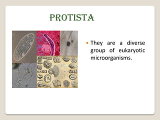 PROTISTA

         They are a diverse
          group of eukaryotic
          microorganisms.
 