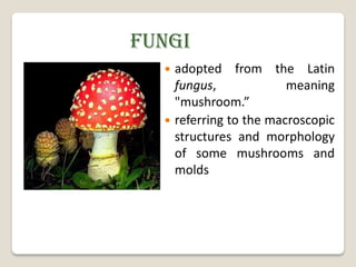 FUNGI
   adopted from the Latin
    fungus,             meaning
    "mushroom.”
   referring to the macroscopic
    structures and morphology
    of some mushrooms and
    molds
 