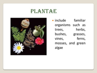 PLANTAE
        include    familiar
         organisms such as
         trees,       herbs,
         bushes,   grasses,
         vines,       ferns,
         mosses, and green
         algae
 