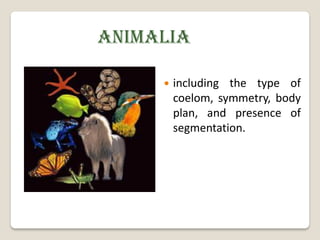 ANIMALIA

        including the type of
         coelom, symmetry, body
         plan, and presence of
         segmentation.
 