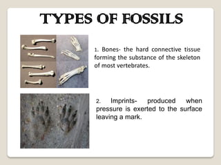 TYPES OF FOSSILS
      1. Bones- the hard connective tissue
      forming the substance of the skeleton
      of most vertebrates.




      2.   Imprints-  produced     when
      pressure is exerted to the surface
      leaving a mark.
 