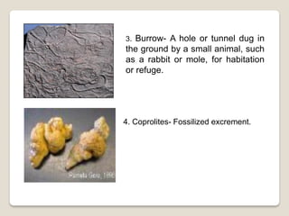 3. Burrow- A hole or tunnel dug in
the ground by a small animal, such
as a rabbit or mole, for habitation
or refuge.




4. Coprolites- Fossilized excrement.
 