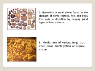 5. Gastrolith- A small stone found in the
stomach of some reptiles, fish, and birds
that aids in digestion by helping grind
ingested food material.




6. Molds- Any of various fungi that
often cause disintegration of organic
matter.
 