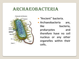 ARCHAEOBACTERIA
         “Ancient” bacteria.
         Archaeobacteria     are,
          like           bacteria,
          prokaryotes         and
          therefore have no cell
          nucleus or any other
          organelles within their
          cells.
 