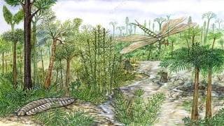 PERIOD
• Paleozoic
– Pennsylvanian
The Pennsylvanian was a time of major
climate change, with oscillations between
glacial and interglacial phases and overall
increased warming and drying over the
duration of the subperiod. When rainfall was
high during glacial periods, swamp forests
thrived in the equatorial regions.
 