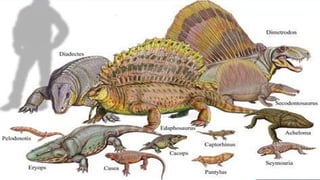 PERIOD
• Paleozoic
– Permian
Earth's crustal plates formed a single, massive
continent called Pangaea. In the correspondingly
large ocean, Panthalassa, marine organisms such
as brachiopods, gastropods, cephalopods
(nautiloids and ammonoids), and crinoids were
present. On land, reptiles replaced amphibians
in abundance.
 