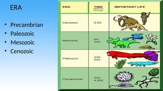 ERA
• Precambrian
• Paleozoic
• Mesozoic
• Cenozoic
 