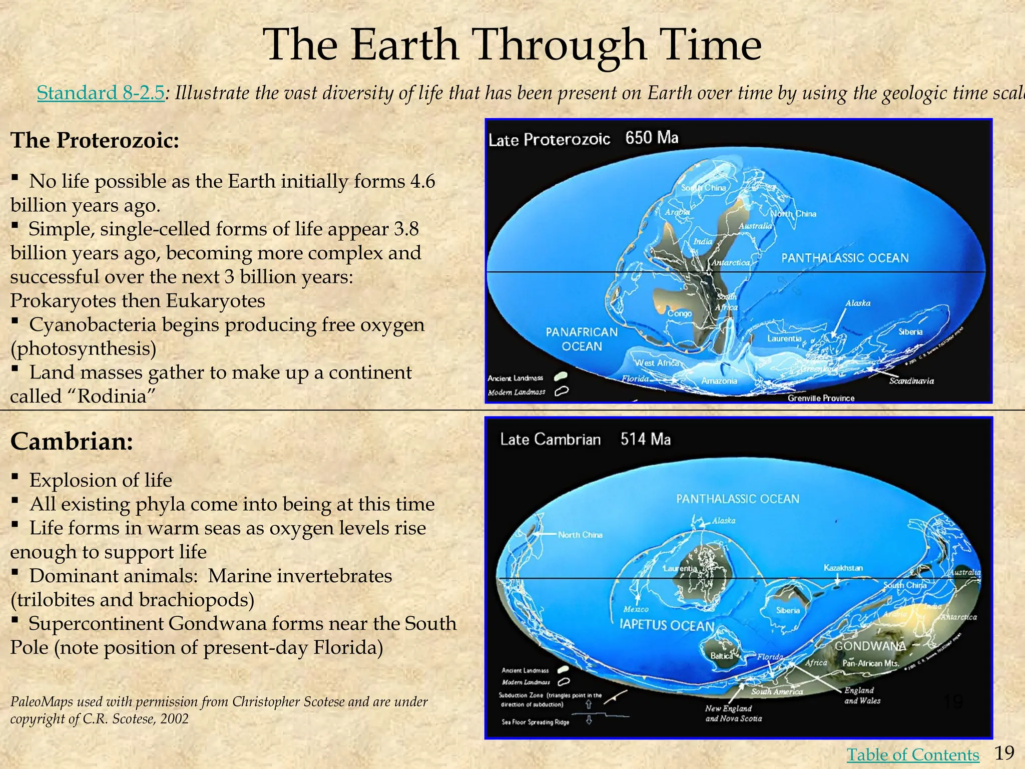 The Earth Through Time
Standard 8-2.5: Illustrate the vast diversity of life that has been present on Earth over time by using the geologic time scale
 No life possible as the Earth initially forms 4.6
billion years ago.
 Simple, single-celled forms of life appear 3.8
billion years ago, becoming more complex and
successful over the next 3 billion years:
Prokaryotes then Eukaryotes
 Cyanobacteria begins producing free oxygen
(photosynthesis)
 Land masses gather to make up a continent
called “Rodinia”
Cambrian:
 Explosion of life
 All existing phyla come into being at this time
 Life forms in warm seas as oxygen levels rise
enough to support life
 Dominant animals: Marine invertebrates
(trilobites and brachiopods)
 Supercontinent Gondwana forms near the South
Pole (note position of present-day Florida)
The Proterozoic:
PaleoMaps used with permission from Christopher Scotese and are under
copyright of C.R. Scotese, 2002
19
19
Table of Contents
 