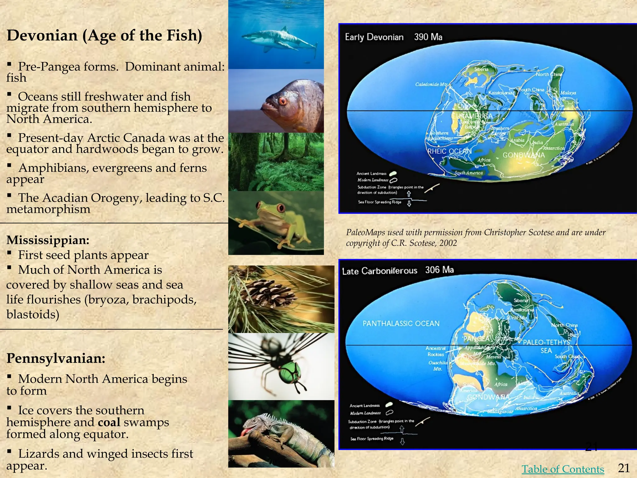 Devonian (Age of the Fish)
Mississippian:
 First seed plants appear
 Much of North America is
covered by shallow seas and sea
life flourishes (bryoza, brachipods,
blastoids)
Pennsylvanian:
 Modern North America begins
to form
 Ice covers the southern
hemisphere and coal swamps
formed along equator.
 Lizards and winged insects first
appear.
 Pre-Pangea forms. Dominant animal:
fish
 Oceans still freshwater and fish
migrate from southern hemisphere to
North America.
 Present-day Arctic Canada was at the
equator and hardwoods began to grow.
 Amphibians, evergreens and ferns
appear
 The Acadian Orogeny, leading to S.C.
metamorphism
PaleoMaps used with permission from Christopher Scotese and are under
copyright of C.R. Scotese, 2002
21
21
Table of Contents
 