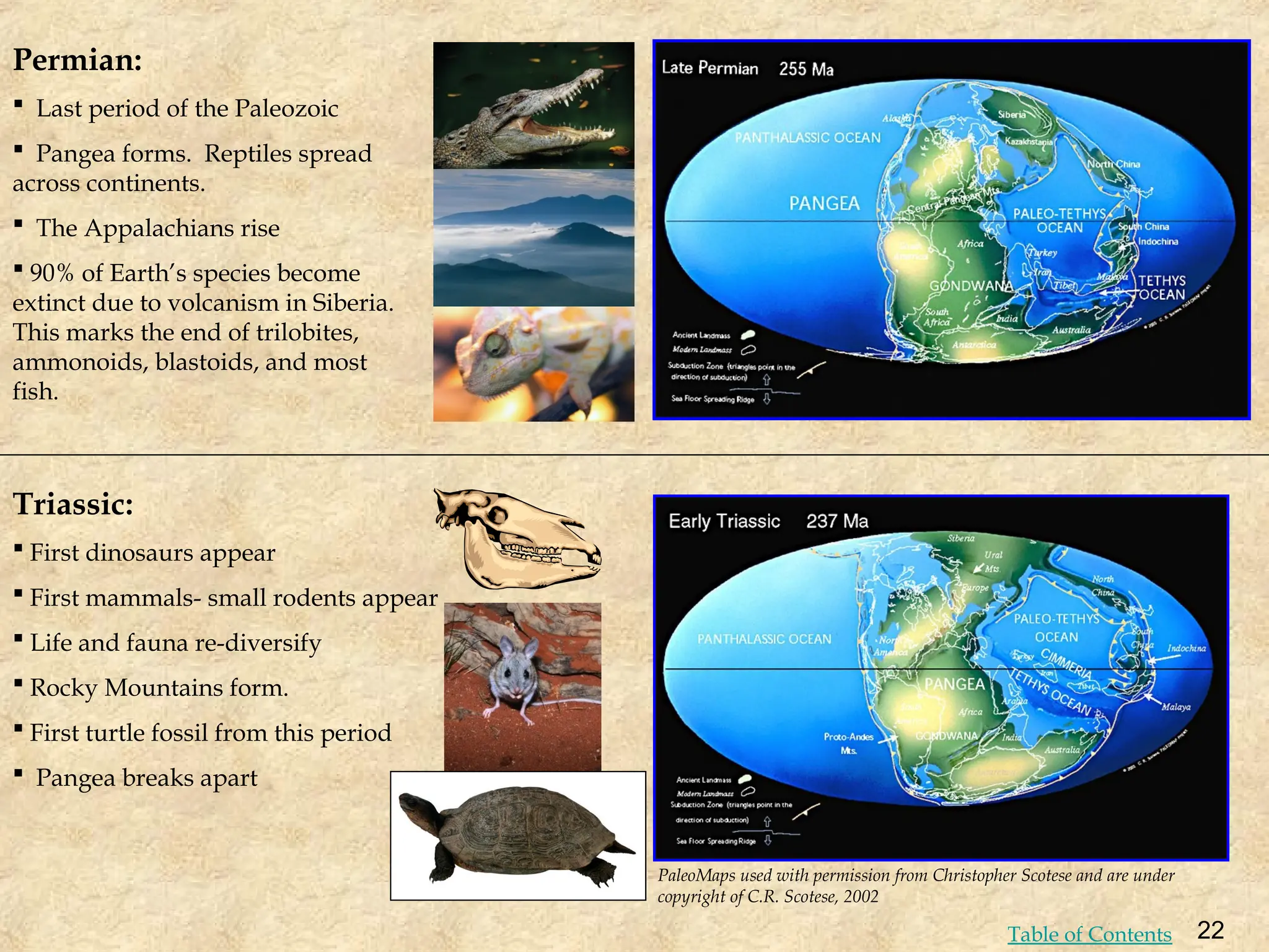 Permian:
 Last period of the Paleozoic
 Pangea forms. Reptiles spread
across continents.
 The Appalachians rise
 90% of Earth’s species become
extinct due to volcanism in Siberia.
This marks the end of trilobites,
ammonoids, blastoids, and most
fish.
Triassic:
 First dinosaurs appear
 First mammals- small rodents appear
 Life and fauna re-diversify
 Rocky Mountains form.
 First turtle fossil from this period
 Pangea breaks apart
PaleoMaps used with permission from Christopher Scotese and are under
copyright of C.R. Scotese, 2002
22
Table of Contents
 