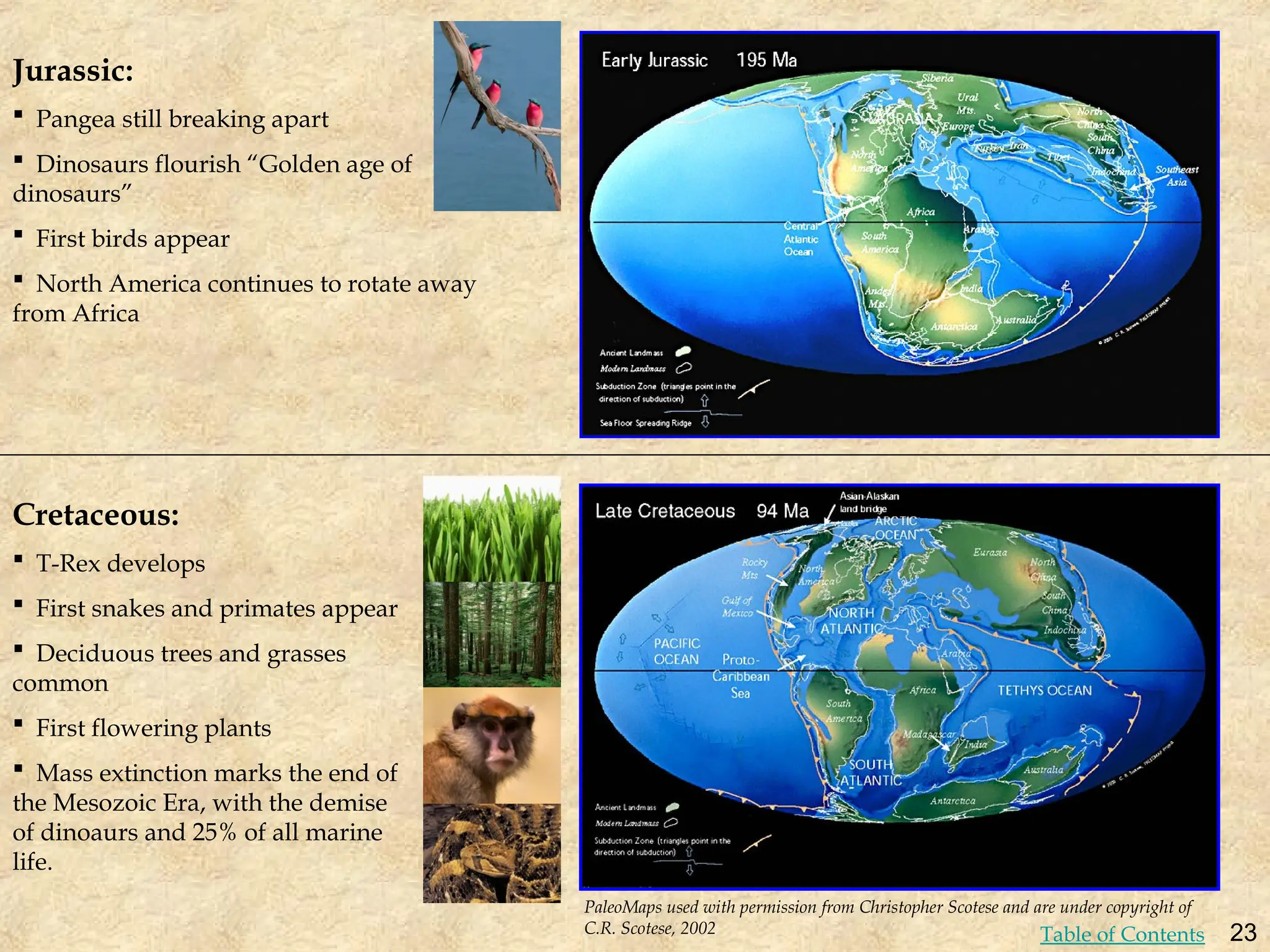 Jurassic:
 Pangea still breaking apart
 Dinosaurs flourish “Golden age of
dinosaurs”
 First birds appear
 North America continues to rotate away
from Africa
Cretaceous:
 T-Rex develops
 First snakes and primates appear
 Deciduous trees and grasses
common
 First flowering plants
 Mass extinction marks the end of
the Mesozoic Era, with the demise
of dinoaurs and 25% of all marine
life.
PaleoMaps used with permission from Christopher Scotese and are under copyright of
C.R. Scotese, 2002 23
Table of Contents
 