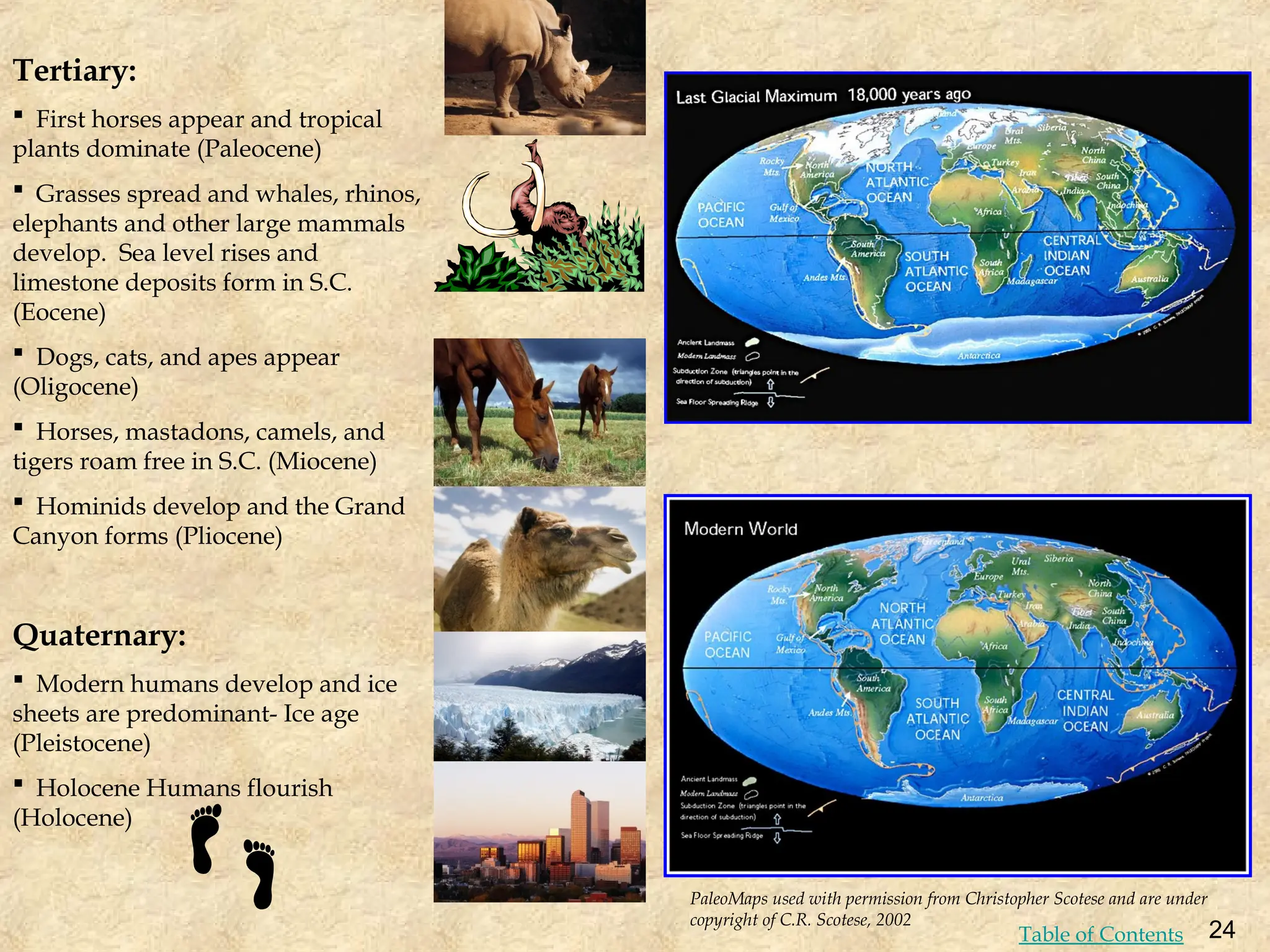 Tertiary:
 First horses appear and tropical
plants dominate (Paleocene)
 Grasses spread and whales, rhinos,
elephants and other large mammals
develop. Sea level rises and
limestone deposits form in S.C.
(Eocene)
 Dogs, cats, and apes appear
(Oligocene)
 Horses, mastadons, camels, and
tigers roam free in S.C. (Miocene)
 Hominids develop and the Grand
Canyon forms (Pliocene)
Quaternary:
 Modern humans develop and ice
sheets are predominant- Ice age
(Pleistocene)
 Holocene Humans flourish
(Holocene)
PaleoMaps used with permission from Christopher Scotese and are under
copyright of C.R. Scotese, 2002
24
Table of Contents
 