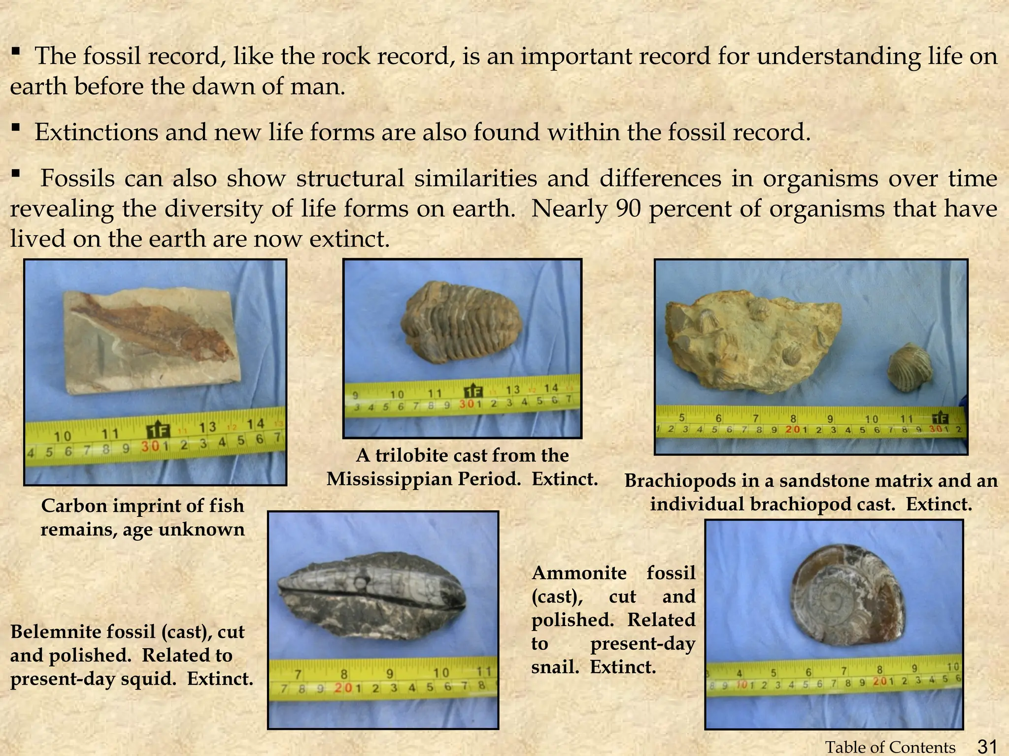  The fossil record, like the rock record, is an important record for understanding life on
earth before the dawn of man.
 Extinctions and new life forms are also found within the fossil record.
 Fossils can also show structural similarities and differences in organisms over time
revealing the diversity of life forms on earth. Nearly 90 percent of organisms that have
lived on the earth are now extinct.
Carbon imprint of fish
remains, age unknown
Belemnite fossil (cast), cut
and polished. Related to
present-day squid. Extinct.
Brachiopods in a sandstone matrix and an
individual brachiopod cast. Extinct.
A trilobite cast from the
Mississippian Period. Extinct.
Ammonite fossil
(cast), cut and
polished. Related
to present-day
snail. Extinct.
31
Table of Contents
 