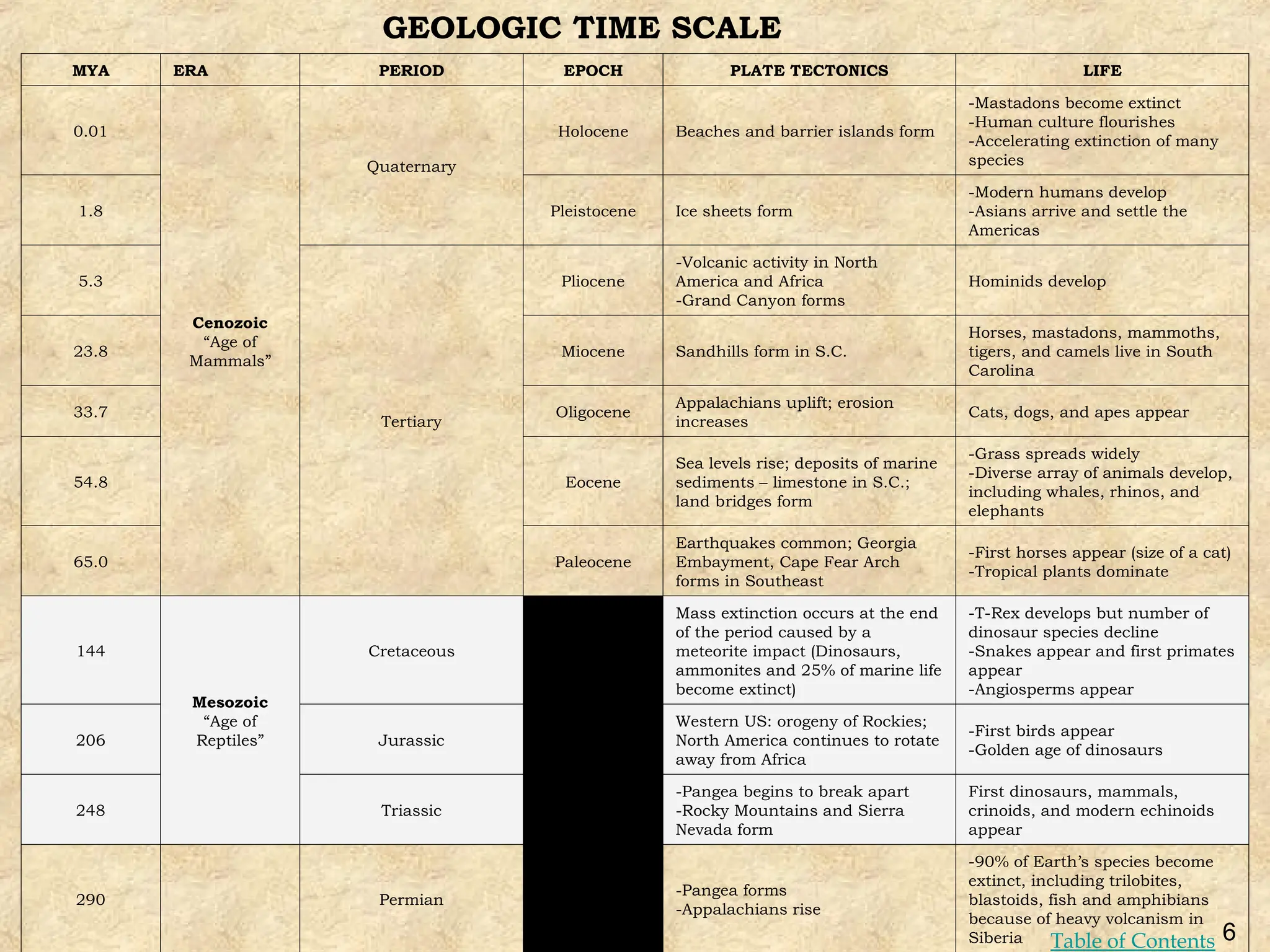 GEOLOGIC TIME SCALE
MYA ERA PERIOD EPOCH PLATE TECTONICS LIFE
0.01
Cenozoic
“Age of
Mammals”
Quaternary
Holocene Beaches and barrier islands form
-Mastadons become extinct
-Human culture flourishes
-Accelerating extinction of many
species
1.8 Pleistocene Ice sheets form
-Modern humans develop
-Asians arrive and settle the
Americas
5.3
Tertiary
Pliocene
-Volcanic activity in North
America and Africa
-Grand Canyon forms
Hominids develop
23.8 Miocene Sandhills form in S.C.
Horses, mastadons, mammoths,
tigers, and camels live in South
Carolina
33.7 Oligocene
Appalachians uplift; erosion
increases
Cats, dogs, and apes appear
54.8 Eocene
Sea levels rise; deposits of marine
sediments – limestone in S.C.;
land bridges form
-Grass spreads widely
-Diverse array of animals develop,
including whales, rhinos, and
elephants
65.0 Paleocene
Earthquakes common; Georgia
Embayment, Cape Fear Arch
forms in Southeast
-First horses appear (size of a cat)
-Tropical plants dominate
144
Mesozoic
“Age of
Reptiles”
Cretaceous
Mass extinction occurs at the end
of the period caused by a
meteorite impact (Dinosaurs,
ammonites and 25% of marine life
become extinct)
-T-Rex develops but number of
dinosaur species decline
-Snakes appear and first primates
appear
-Angiosperms appear
206 Jurassic
Western US: orogeny of Rockies;
North America continues to rotate
away from Africa
-First birds appear
-Golden age of dinosaurs
248 Triassic
-Pangea begins to break apart
-Rocky Mountains and Sierra
Nevada form
First dinosaurs, mammals,
crinoids, and modern echinoids
appear
290 Permian
-Pangea forms
-Appalachians rise
-90% of Earth’s species become
extinct, including trilobites,
blastoids, fish and amphibians
because of heavy volcanism in
Siberia 6
Table of Contents
 
