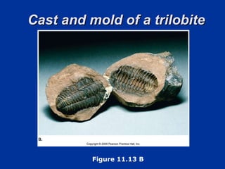 Cast and mold of a trilobite Figure 11.13 B 
