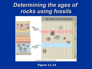 Determining the ages of  rocks using fossils Figure 11.14 