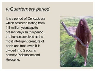 v)Quarternery period
It is aperiod of Cenozoicera
which hasbeen lasting from
1.8 million years agoto
present days. In thisperiod,
the humans evolved asthe
most intelligent creature of
earth and took over. It is
divided into 2 epochs
namely: Pleistocene and
Holocene.
 