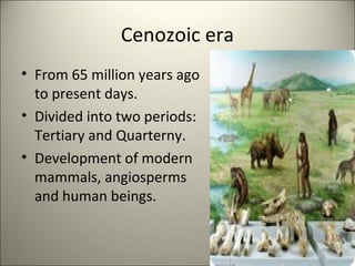 Cenozoic era
• From 65 million years ago
to present days.
• Divided into two periods:
Tertiary and Quarterny.
• Development of modern
mammals, angiosperms
and human beings.
 