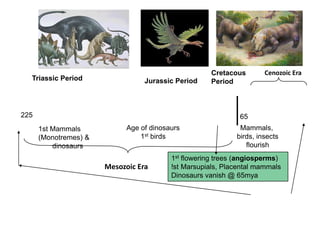 Cenozoic EraCretacousPeriodTriassic PeriodJurassic Period22519013665Age of dinosaurs1st birdsMammals, birds, insectsflourish1st Mammals (Monotremes) &        dinosaurs1st flowering trees (angiosperms)!st Marsupials, Placental mammalsDinosaurs vanish @ 65mya      Mesozoic Era