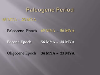 Paleogene Period65 MYA –  23 MYA	Paleocene  Epoch	65 MYA –  56 MYAEocene Epoch	56 MYA –  34 MYA	Oligocene Epoch	34 MYA –  23 MYA