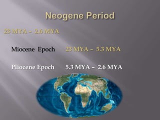 Neogene Period23 MYA –  2.6 MYA	Miocene  Epoch	23 MYA –  5.3 MYAPliocene Epoch	5.3 MYA –  2.6 MYA