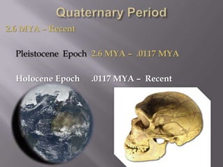 Quaternary Period2.6 MYA – Recent	Pleistocene  Epoch	2.6 MYA –  .0117 MYAHolocene Epoch	.0117 MYA –  Recent