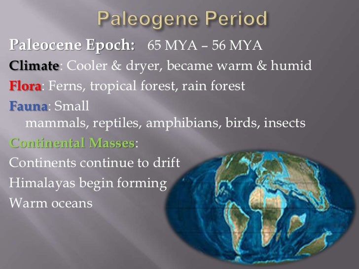What is the Paleocene Epoch?