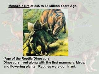 Mesozoic Era at 245 to 65 Million Years Ago
(Age of the Reptile/Dinosaurs
Dinosaurs lived along with the first mammals, birds,
and flowering plants. Reptiles were dominant.
 