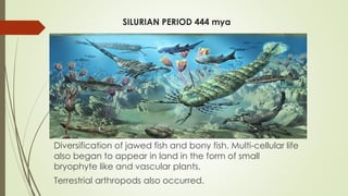 SILURIAN PERIOD 444 mya
Diversification of jawed fish and bony fish. Multi-cellular life
also began to appear in land in the form of small
bryophyte like and vascular plants.
Terrestrial arthropods also occurred.
 