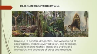 CARBONIFEROUS PERIOD 359 mya
Gave rise to conifers, dragonflies, and widespread of
cockroaches. Trilobites evolved to fish, and tetrapods
evolved to marine reptiles: lizards and snakes and
archosaurs: the ancestors of crocs and dinosaurs.
 