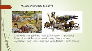 PALEOGENE PERIOD 66.5 mya
Mammals that survived mass extinction in Cretaceous
Period thrived. Rodents, small horses, rhinoceroses,
elephants, dogs, cats, pigs and large flightless birds thrived.
 