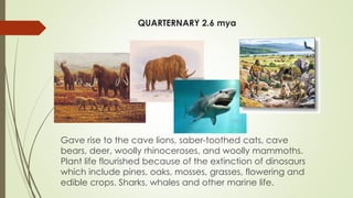 QUARTERNARY 2.6 mya
Gave rise to the cave lions, saber-toothed cats, cave
bears, deer, woolly rhinoceroses, and woolly mammoths.
Plant life flourished because of the extinction of dinosaurs
which include pines, oaks, mosses, grasses, flowering and
edible crops. Sharks, whales and other marine life.
 