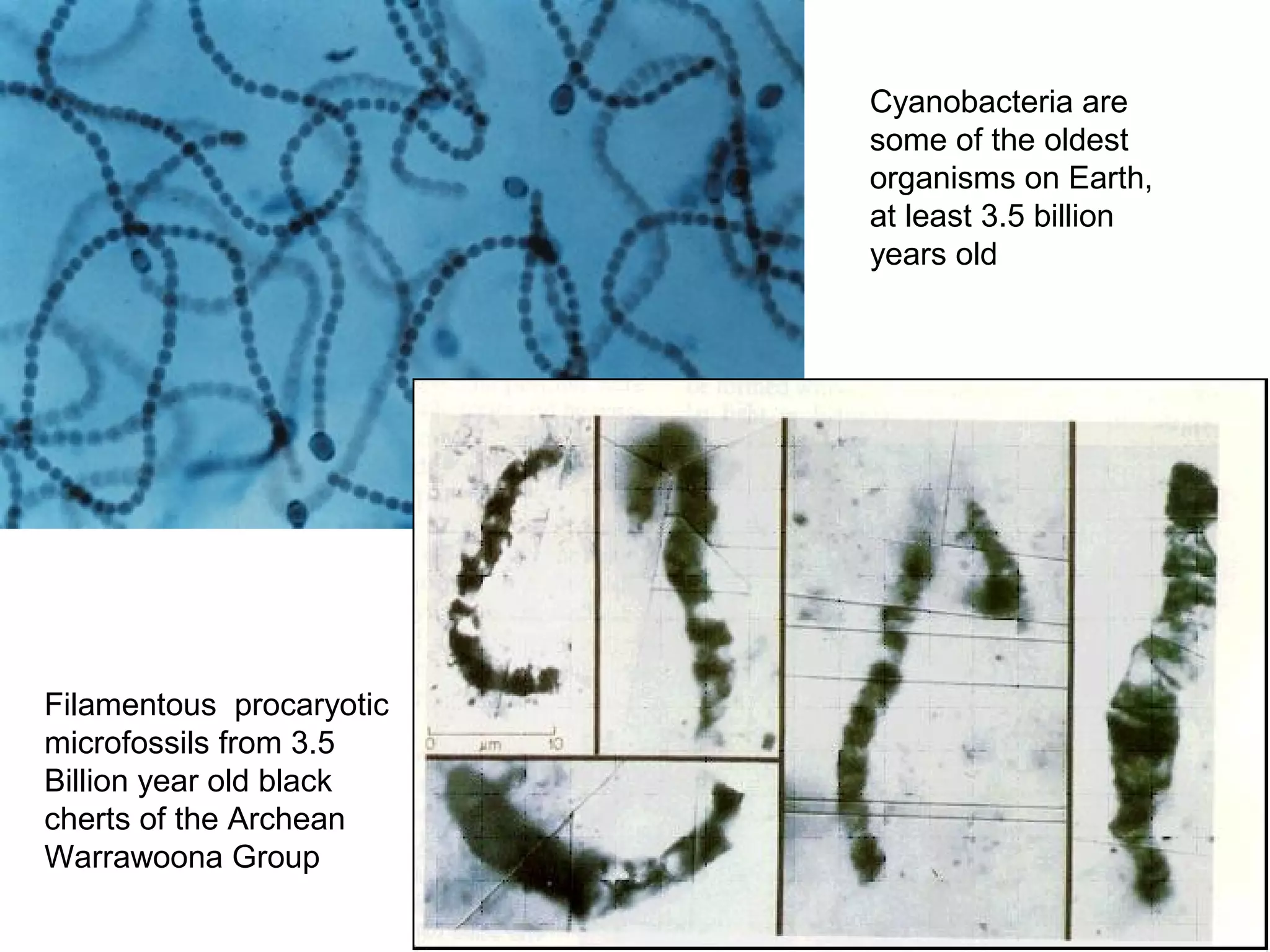 Cyanobacteria are
some of the oldest
organisms on Earth,
at least 3.5 billion
years old
Filamentous procaryotic
microfossils from 3.5
Billion year old black
cherts of the Archean
Warrawoona Group
 