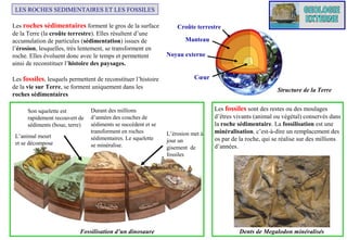 LES ROCHES SEDIMENTAIRES ET LES FOSSILES
Les roches sédimentaires forment le gros de la surface
de la Terre (la croûte terrestre). Elles résultent d’une
accumulation de particules (sédimentation) issues de
l’érosion, lesquelles, très lentement, se transforment en
roche. Elles évoluent donc avec le temps et permettent
ainsi de reconstituer l’histoire des paysages.
Les fossiles, lesquels permettent de reconstituer l’histoire
de la vie sur Terre, se forment uniquement dans les
roches sédimentaires
Son squelette est
rapidement recouvert de
sédiments (boue, terre)
L’animal meurt
et se décompose

Durant des millions
d’années des couches de
sédiments se succèdent et se
transforment en roches
sédimentaires. Le squelette
se minéralise.

Fossilisation d’un dinosaure

Croûte terrestre
Manteau
Noyau externe

Cœur
Structure de la Terre

L’érosion met à
jour un
gisement de
fossiles

Les fossiles sont des restes ou des moulages
d’êtres vivants (animal ou végétal) conservés dans
la roche sédimentaire. La fossilisation est une
minéralisation, c’est-à-dire un remplacement des
os par de la roche, qui se réalise sur des millions
d’années.

Dents de Megalodon minéralisés

 