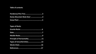 Table of contents
Ponderosa Pine Tree………………………………….3
Rocky Mountain Mule Deer ………………………4
Snow Plant ……………………………………………….5
Types of Rocks
Granite Rocks …………………………………………..6
Slate………………………………………………………….7
Marble Rocks…………………………………………….9
Principle of Horizontality …………………………11
Types of Unconformities………………………….13
Words Cited…………………………………………….16
References………………………………………………17
 