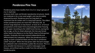 Ponderosa Pine Tree
Ponderosa pines have needles from 3 to 5 in. long in groups of
2 or 3. Each tree
produces both male and female reproductive structures. Seeds
are moderate in for a tree seed weight, and may be widely
dispersed by wind. Ponderosa pine has long been an
important tree for timber and is a long-lived species. The oldest
known ponderosa pines are more than 700 years old. Its
vertical range depends on two factors: at least 25 in. of annual
precipitation at the lower limit and prolonged winter freezing
at the upper. According to the USDA Forest Service, during the
last ice age, as the ice sheet advanced, the tree was forced
either South into Mexico or to the Pacific Coast to find warmer
climates. Gradually, the trees evolved independently and
differentiated into subspecies. When the ponderosa pine is
young, its bark is brownish black and the tree is sometimes
called “bull pine”. When the tree grows older the bark changes
to a yellowish color and develops a plate like structure. This is a
very valuable tree because it is used to make paper, build
houses, and artificial vanilla is made from the old bark of a
ponderosa pine.
 
