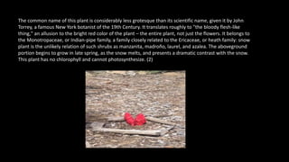 The common name of this plant is considerably less grotesque than its scientific name, given it by John
Torrey, a famous New York botanist of the 19th Century. It translates roughly to "the bloody flesh-like
thing," an allusion to the bright red color of the plant – the entire plant, not just the flowers. It belongs to
the Monotropaceae, or Indian-pipe family, a family closely related to the Ericaceae, or heath family: snow
plant is the unlikely relation of such shrubs as manzanita, madroño, laurel, and azalea. The aboveground
portion begins to grow in late spring, as the snow melts, and presents a dramatic contrast with the snow.
This plant has no chlorophyll and cannot photosynthesize. (2)
 