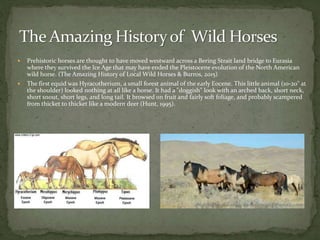  Prehistoric horses are thought to have moved westward across a Bering Strait land bridge to Eurasia
where they survived the Ice Age that may have ended the Pleistocene evolution of the North American
wild horse. (The Amazing History of Local Wild Horses & Burros, 2015)
 The first equid was Hyracotherium, a small forest animal of the early Eocene. This little animal (10-20" at
the shoulder) looked nothing at all like a horse. It had a "doggish" look with an arched back, short neck,
short snout, short legs, and long tail. It browsed on fruit and fairly soft foliage, and probably scampered
from thicket to thicket like a modern deer (Hunt, 1995).
 